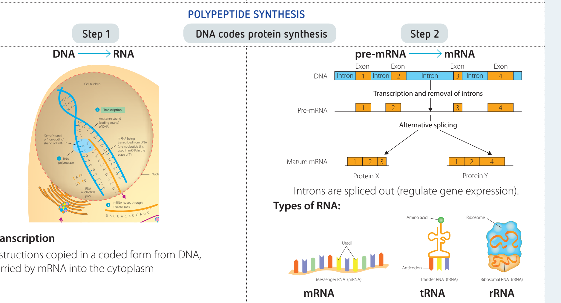 Diagram showing the transformations from pre-mRNA to mature mRNA through 5' capping, poly-A tail addition, and splicing.