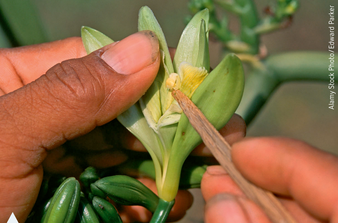 Diagram showing artificial pollination techniques, including pollen collection and application on female plant parts.