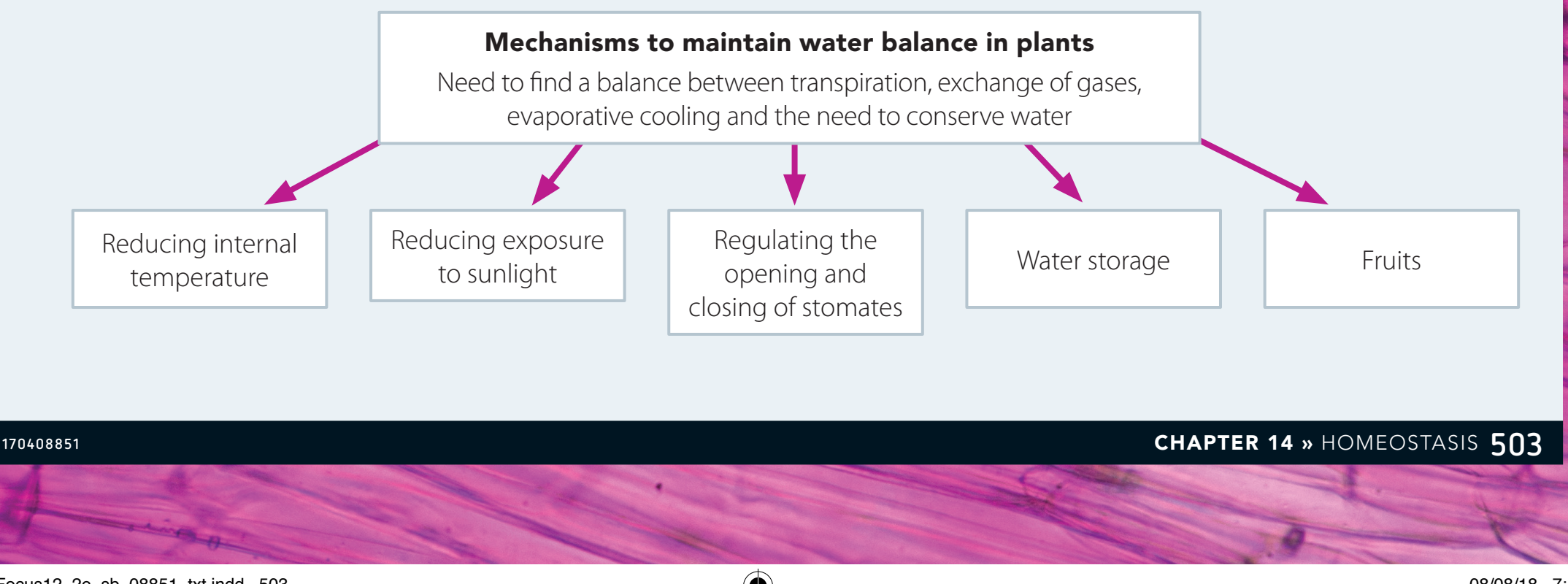 Diagram showing water retention strategies in desert animals and xerophyte plants.