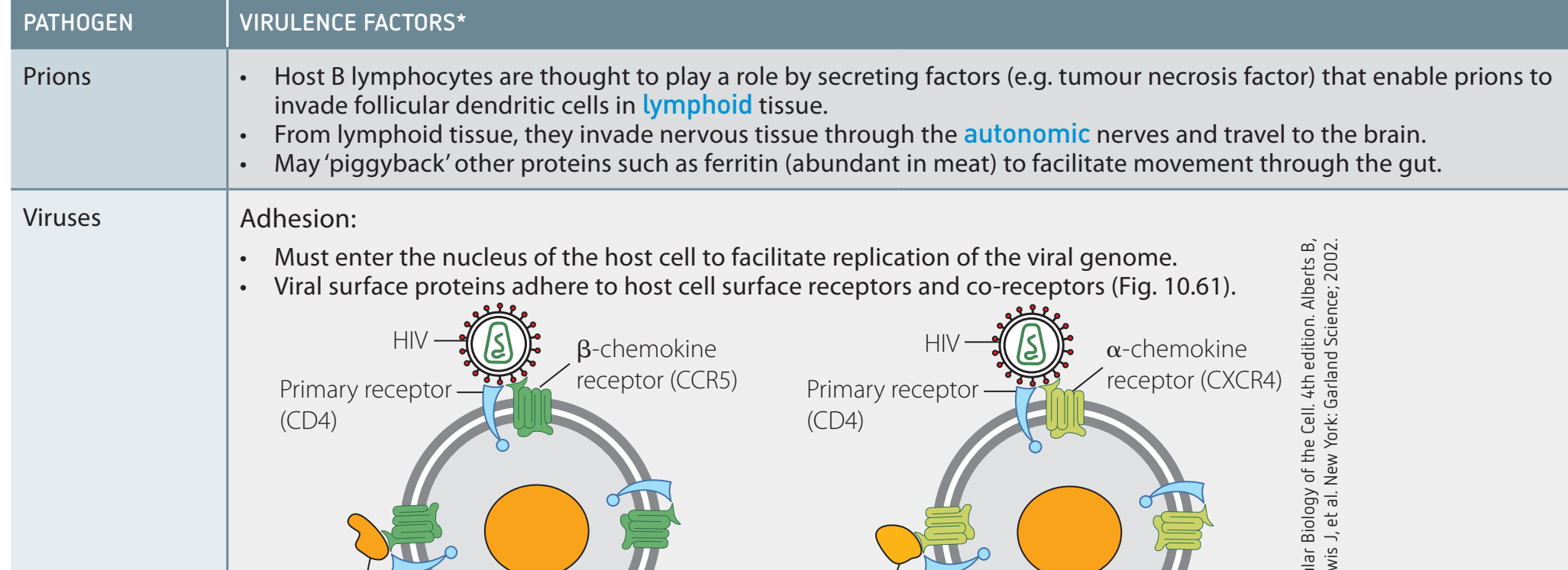 Mechanism of viral integration into host DNA.