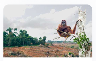 Figure 6: Impact of Deforestation