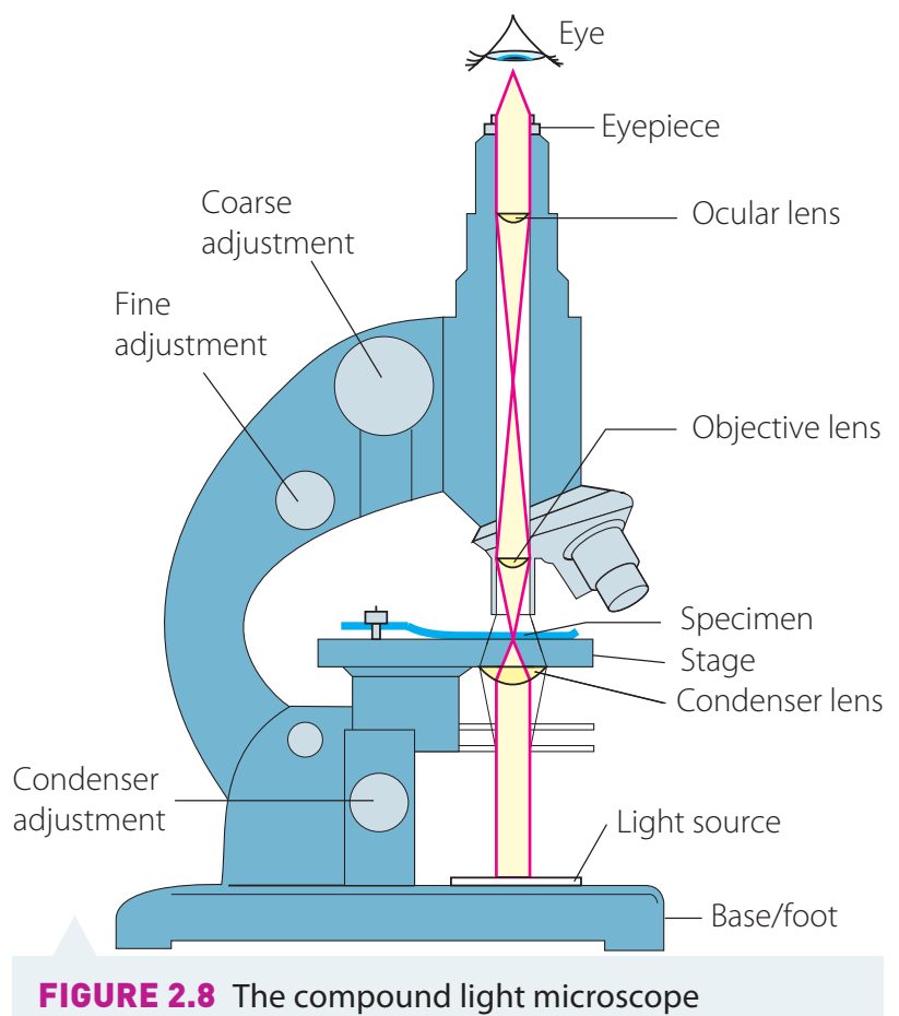 Diagram of light microscope components.