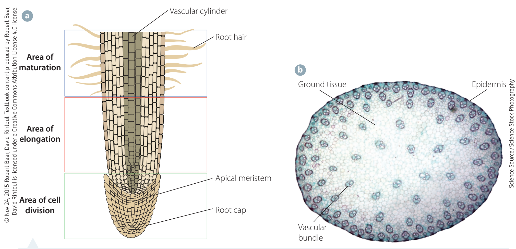 Detailed structure of a dicot root with highlighted vascular bundles