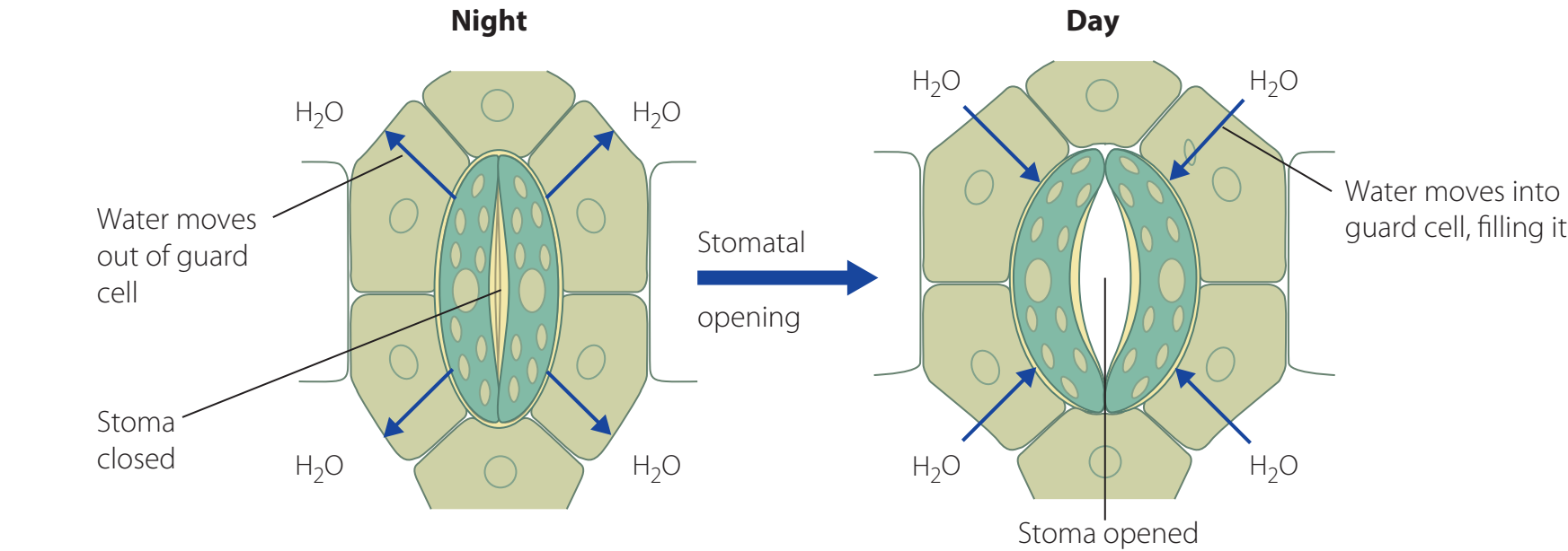 Diagram of stomatal role in gas exchange and transpiration.