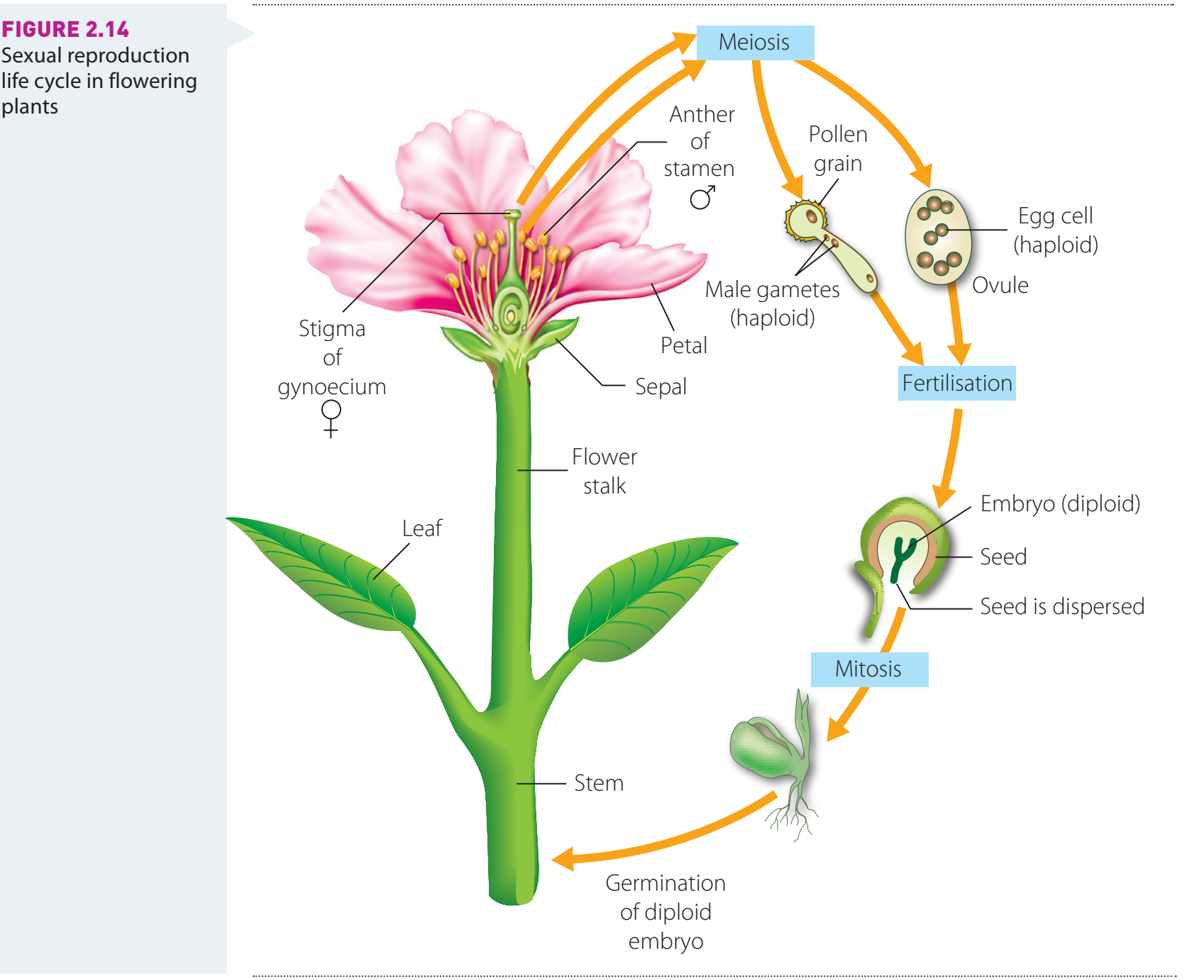 Sexual vs Asexual Reproduction