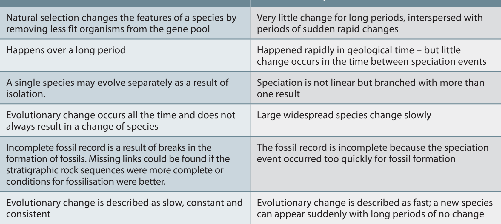 Diagram comparing evolutionary theories: punctuated equilibrium and gradualism.