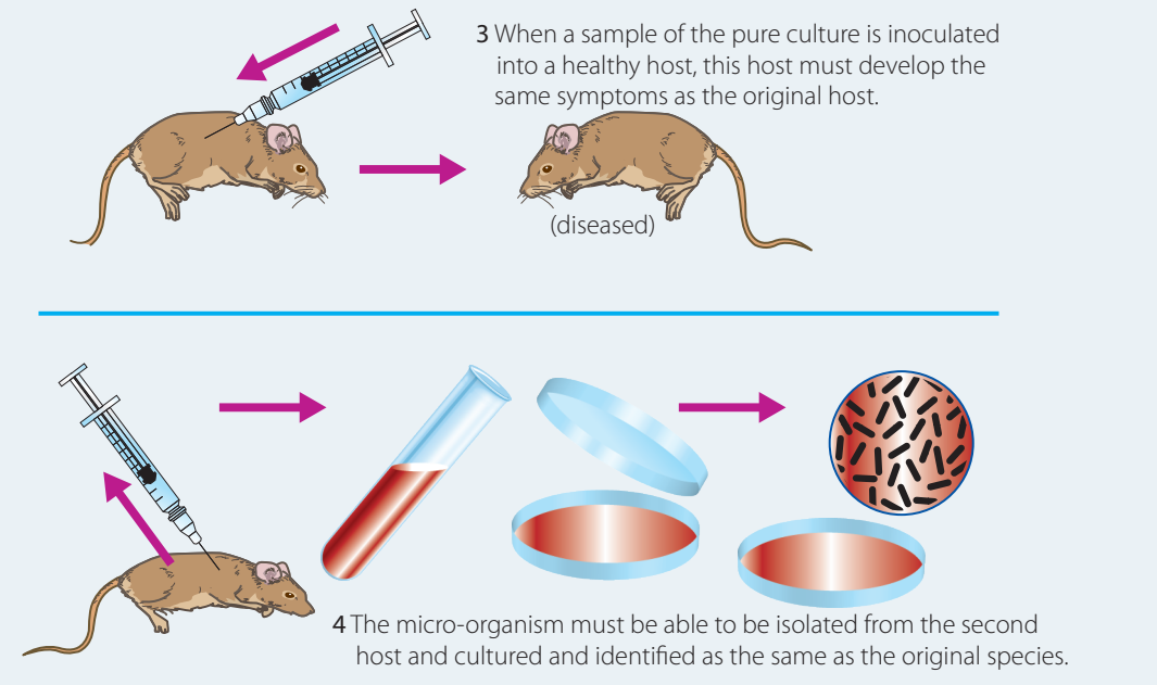 Flowchart outlining the vaccination process for animals, depicting steps from development to application.