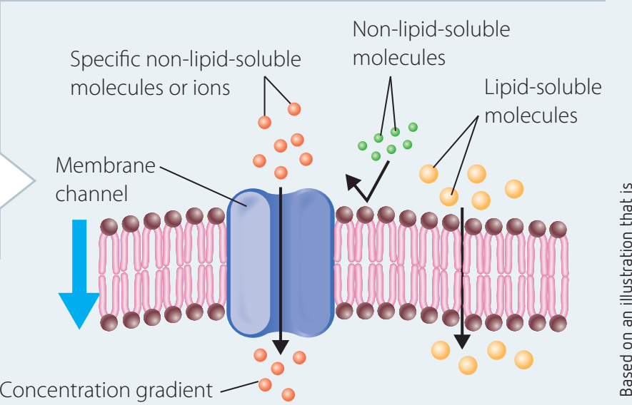Illustration depicting molecules categorised by transport-impacting properties.