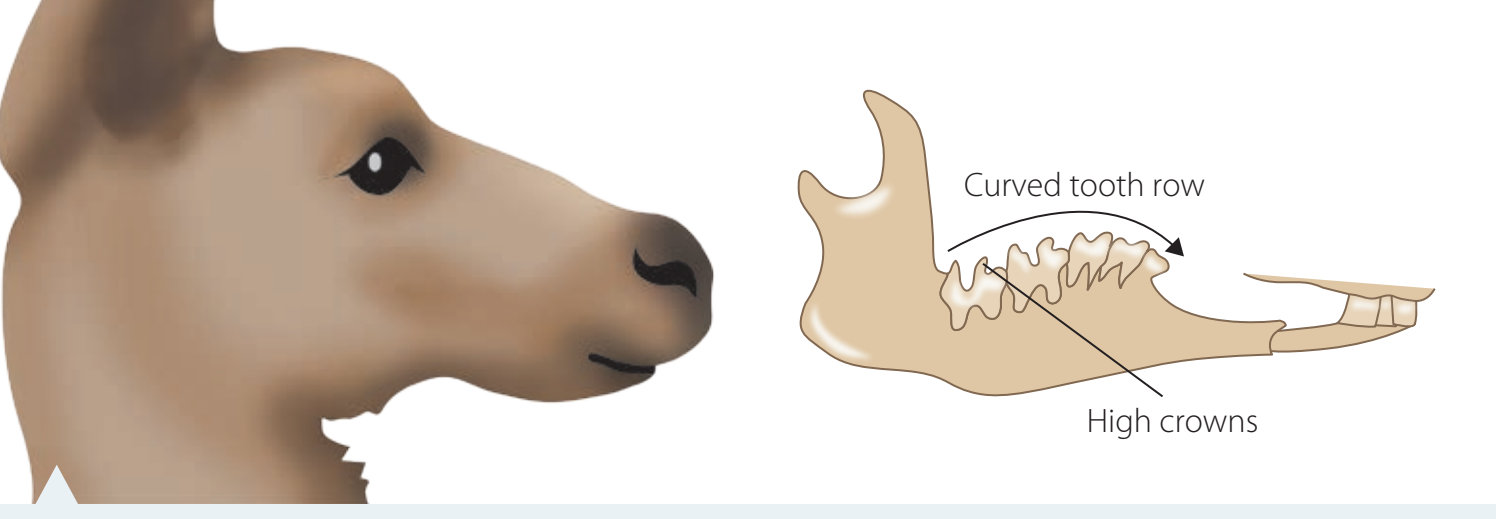 Teeth functions.