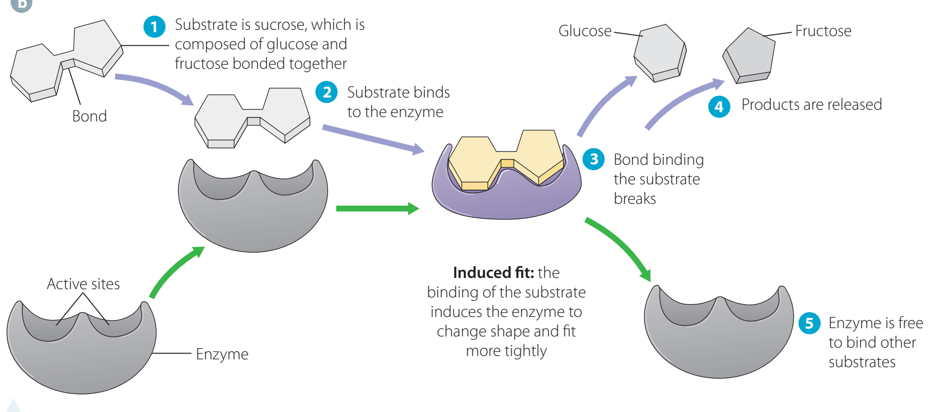 Diagram illustrating non-competitive inhibition with inhibitors binding away from the active site modifying enzyme activity differently.