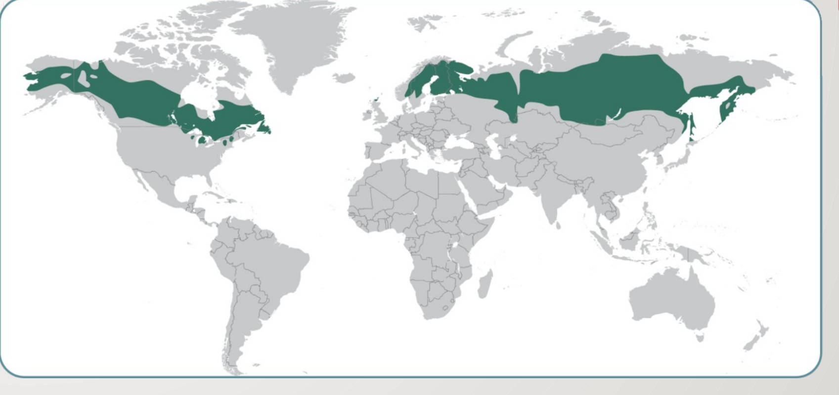 Boreal Forests