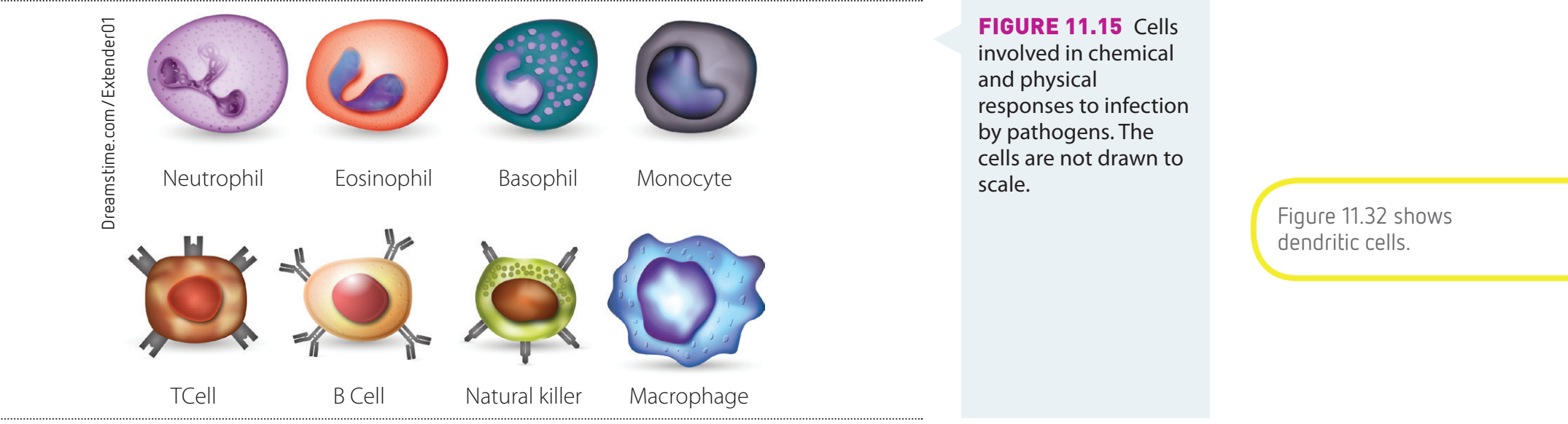 Inflammatory Response Pathway
