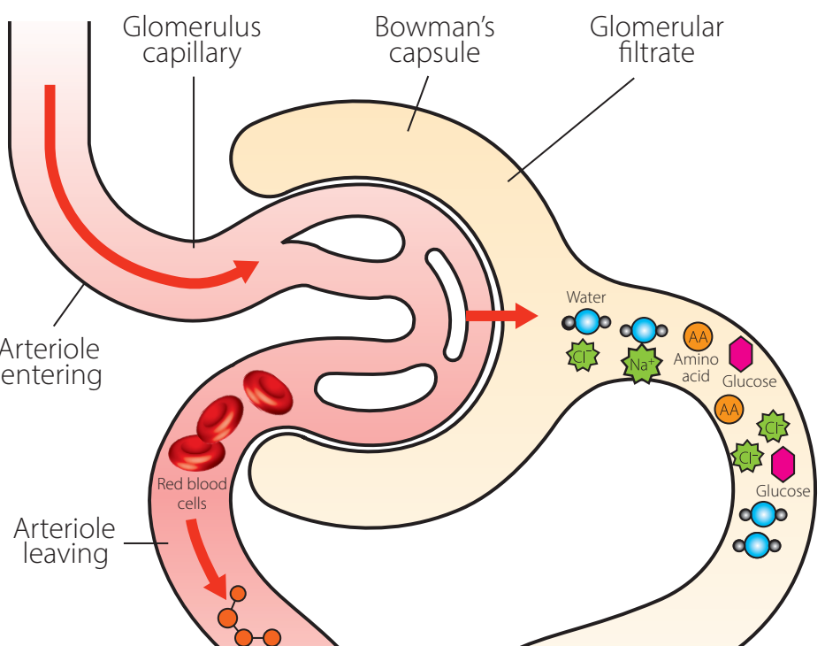 Nephron structure
