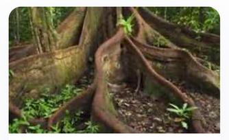 Buttress Roots