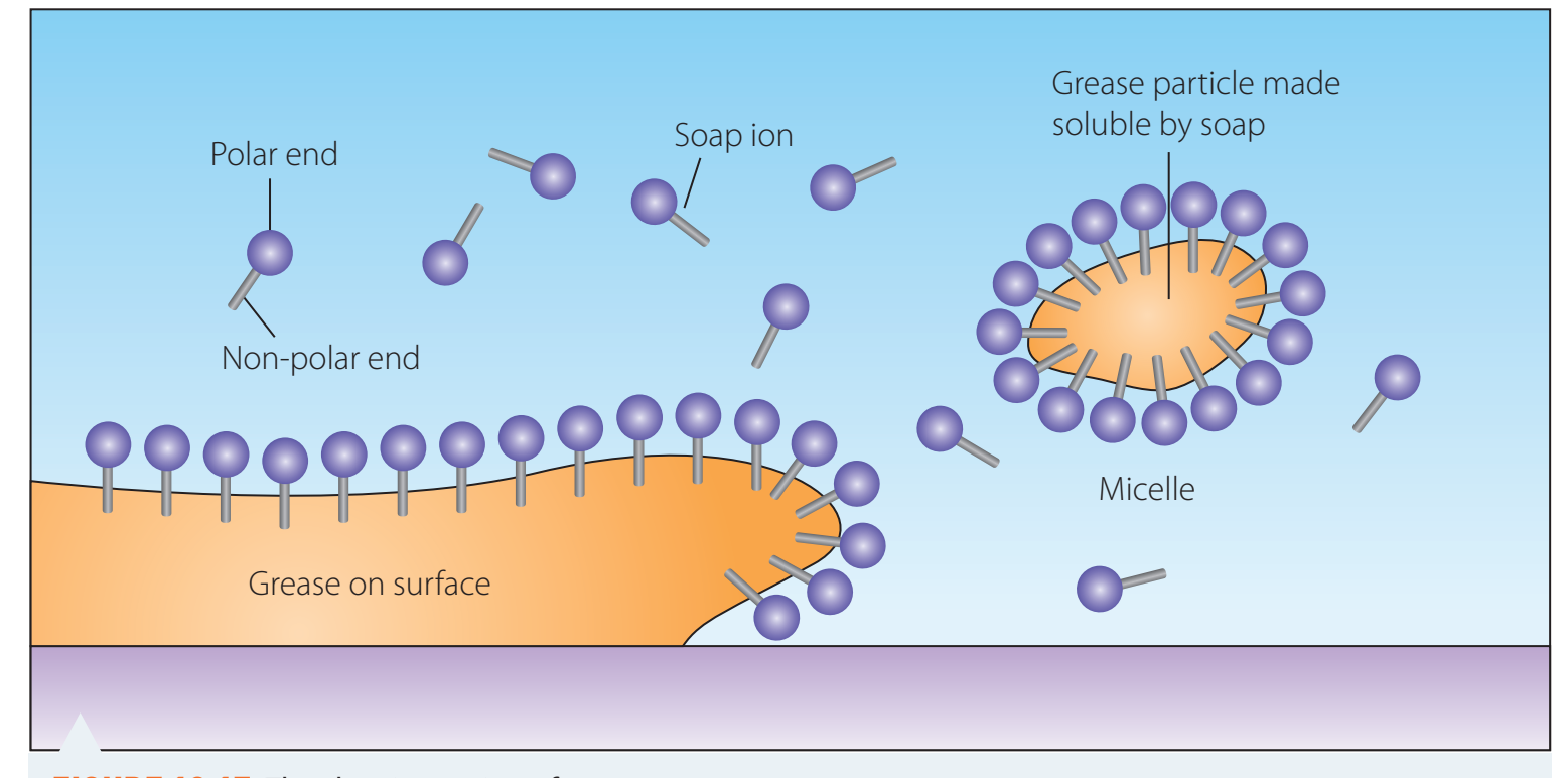 Bile and lipase action.