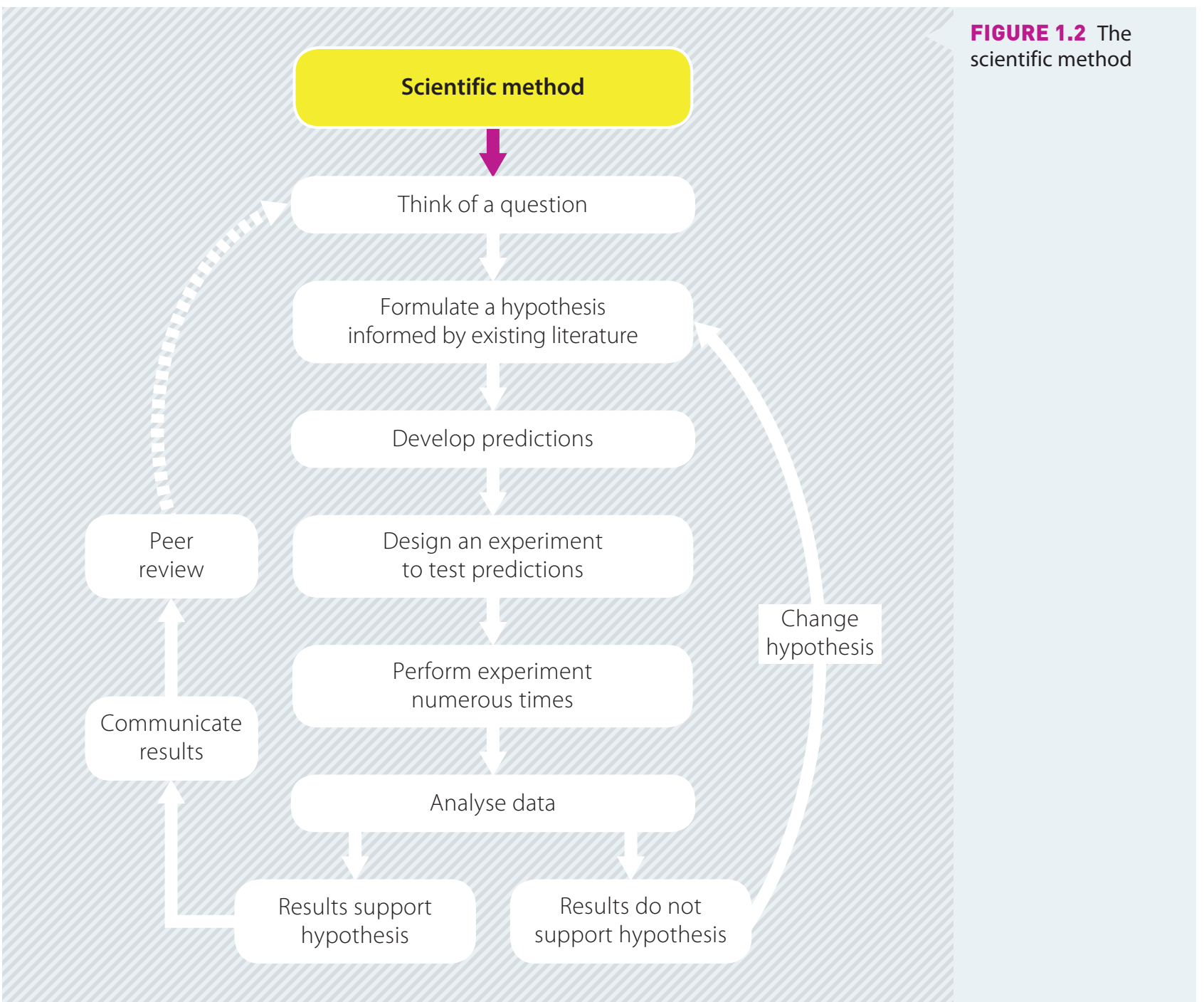 A flowchart demonstrating the step-by-step process of performing a root cause analysis with emphasis on the Five Whys method.