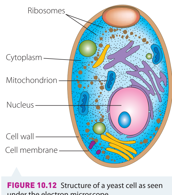 Diagram showing fermentation with yeast