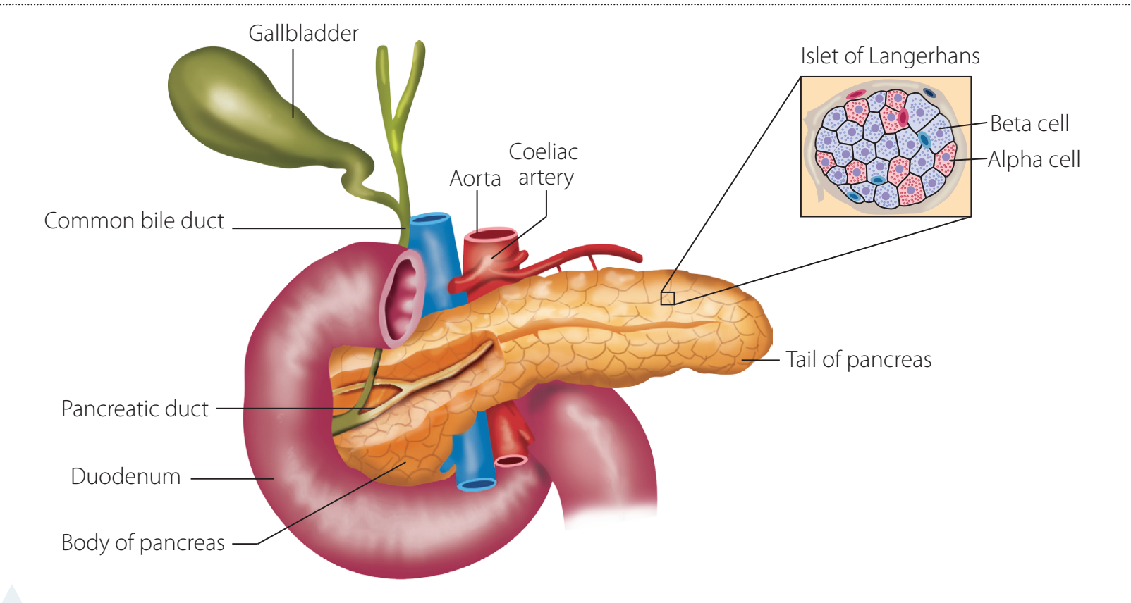 Pancreatic enzyme flow.