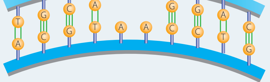 Diagram showing base pairs and their hydrogen bonding, highlighting A-T and C-G pairs.