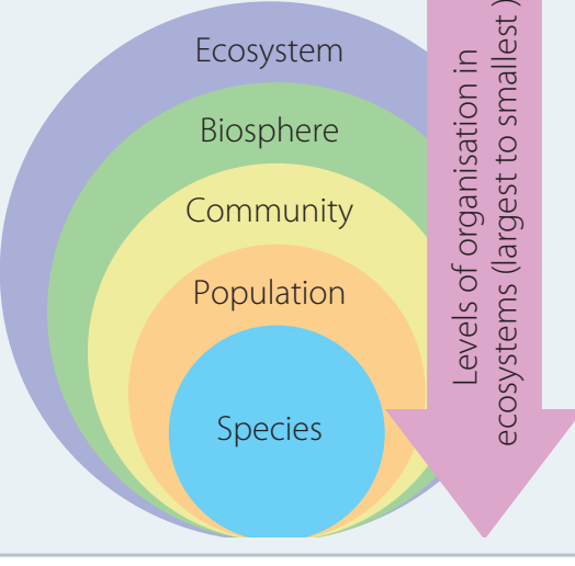 Diagram showing hierarchy from molecules to biosphere.