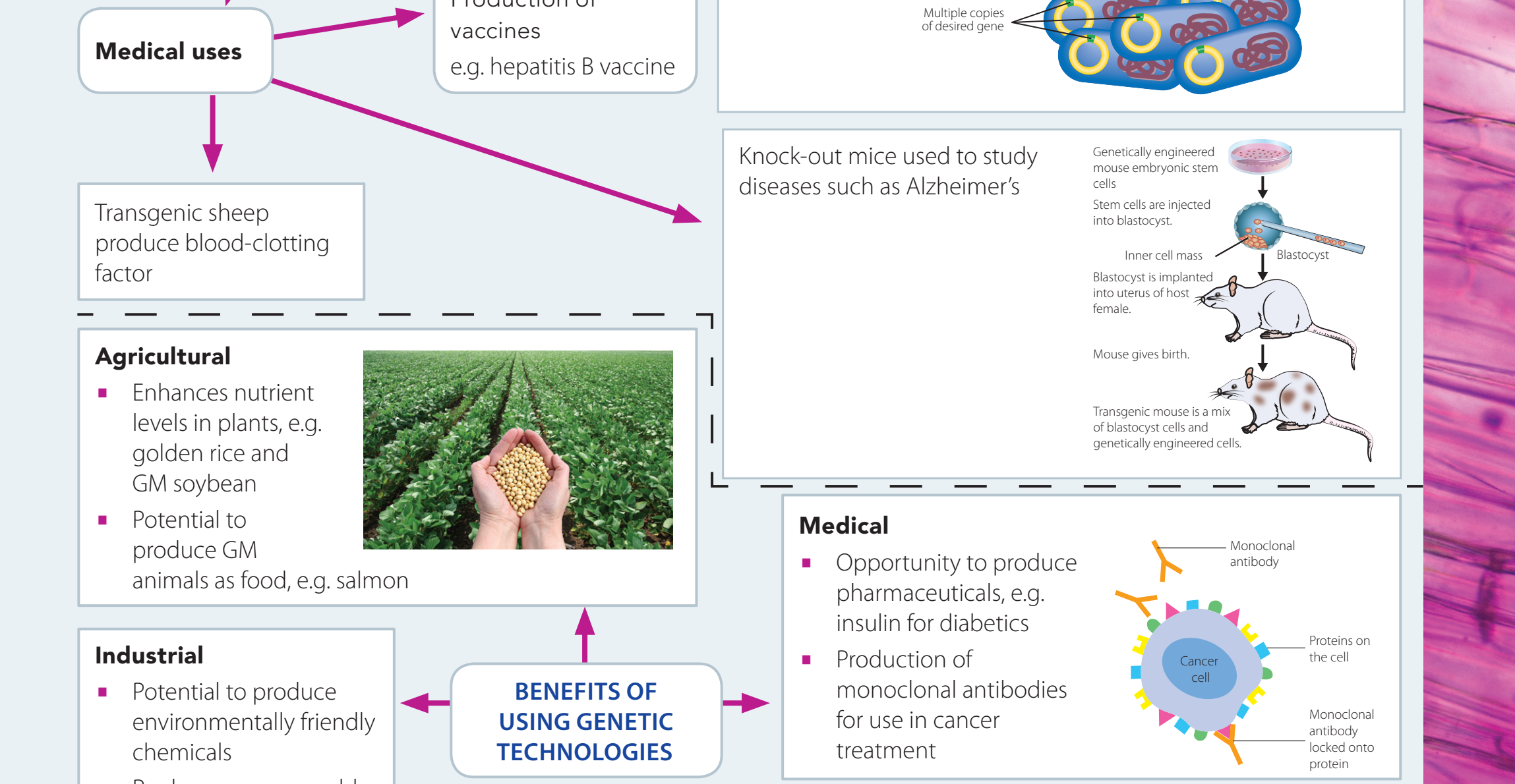 A comparative table illustrating the differences and applications of genetic engineering, CRISPR, and synthetic biology.