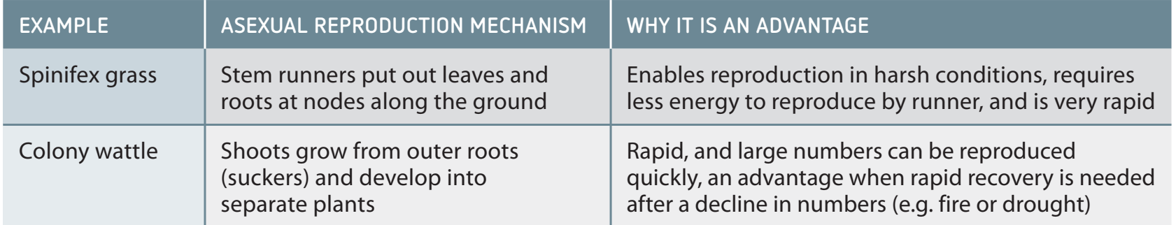 A table comparing reproductive speed, energy efficiency, and environmental adaptability among plants, fungi, bacteria, and protists using asexual reproduction methods.