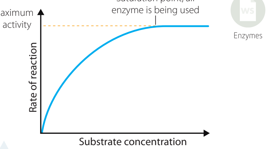 Illustration showing how substrate concentration affects enzyme activity with initial rise and saturation plateau.