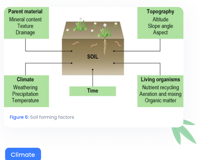 Soil forming factors