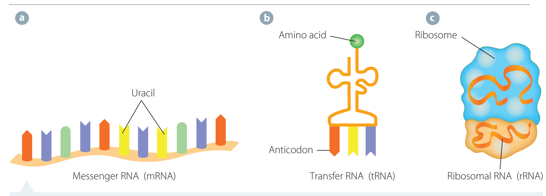 Diagram showing ribosome structure with details of subunits and sites.