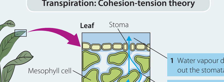 Visual demonstration of cohesion-tension theory and capillary action.