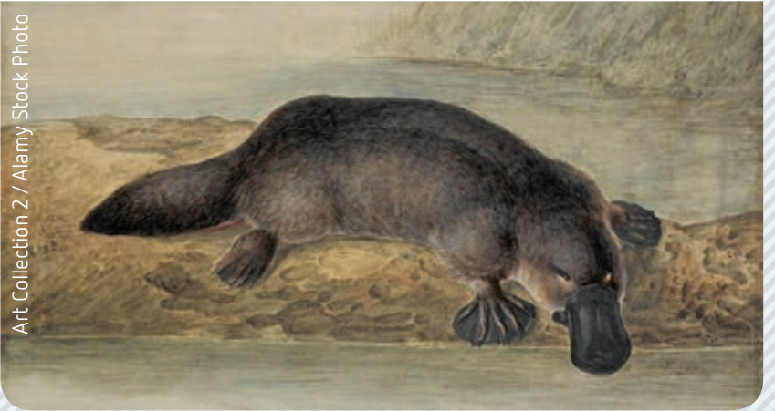 Platypus webbed feet during swimming.