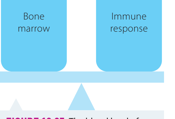 Diagram showcasing clonal selection and memory formation with clear annotations.