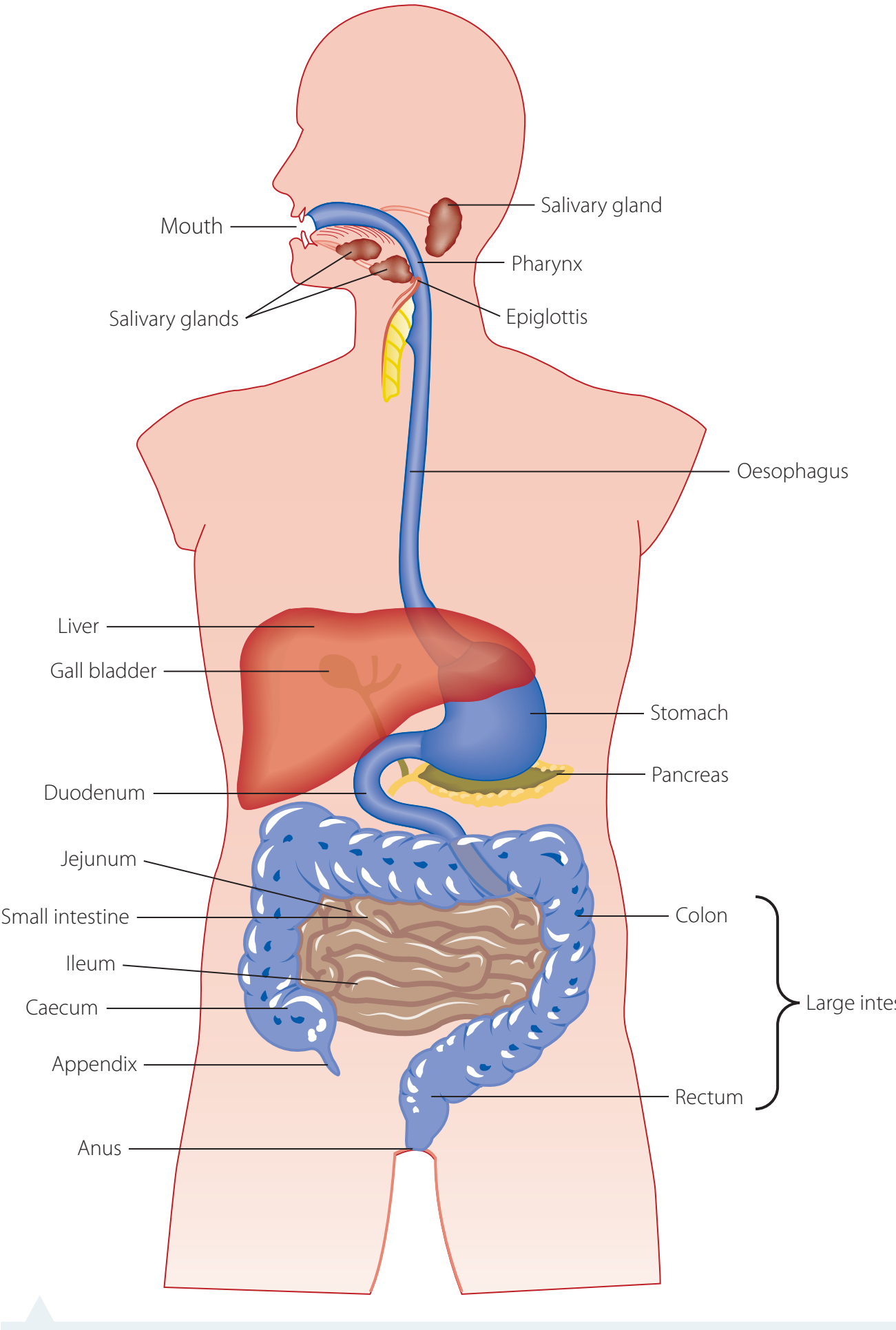 Diagram of mammalian digestive tract.