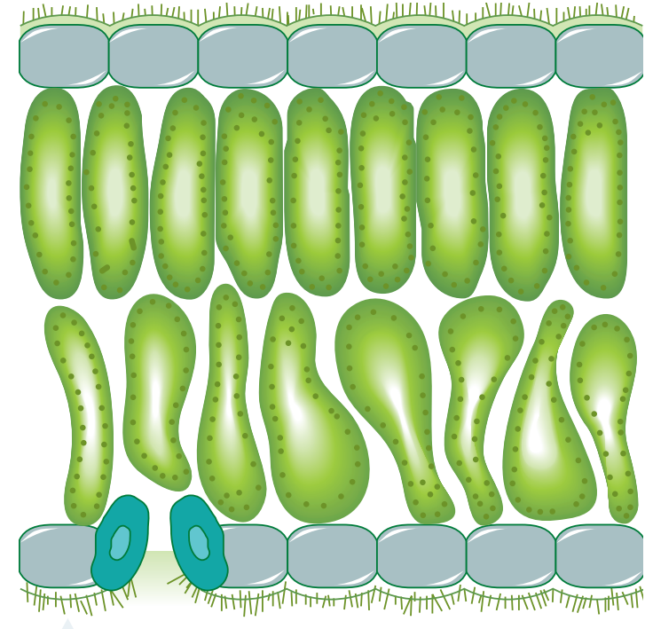 Cross-sectional diagrams of plant and animal gas exchange structures highlighting key features such as alveoli and stomata.
