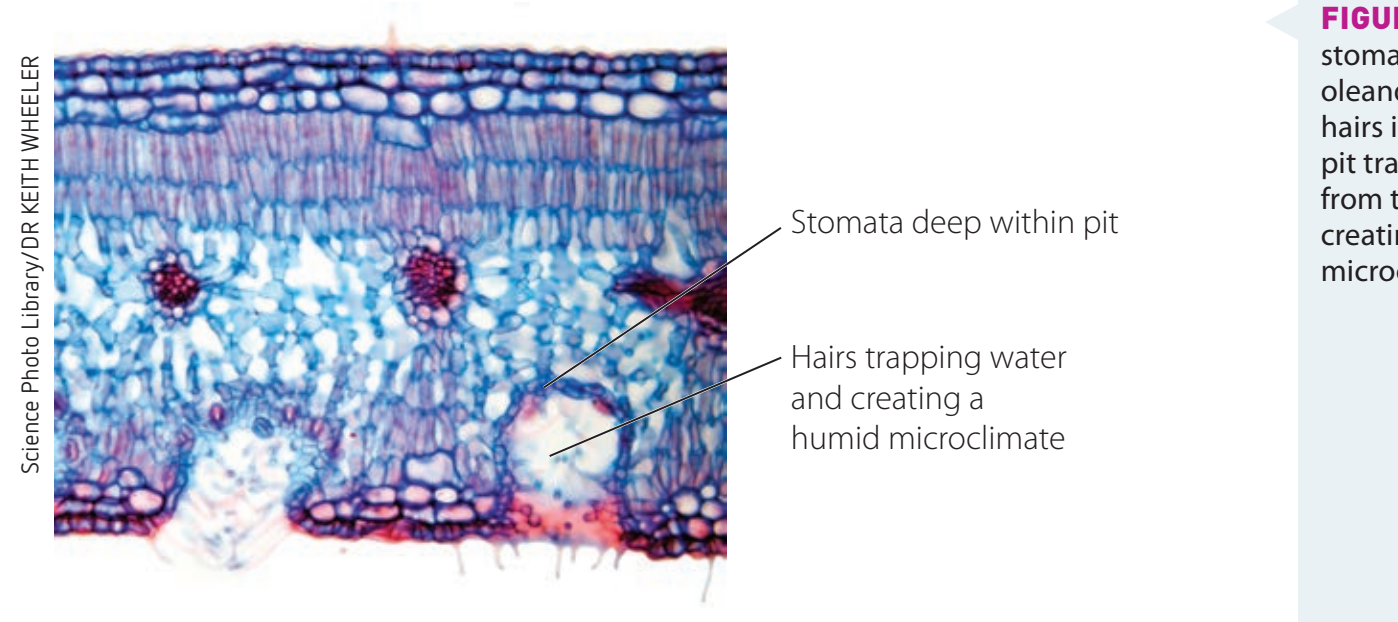Cross-section showing thick cuticle and sunken stomata.