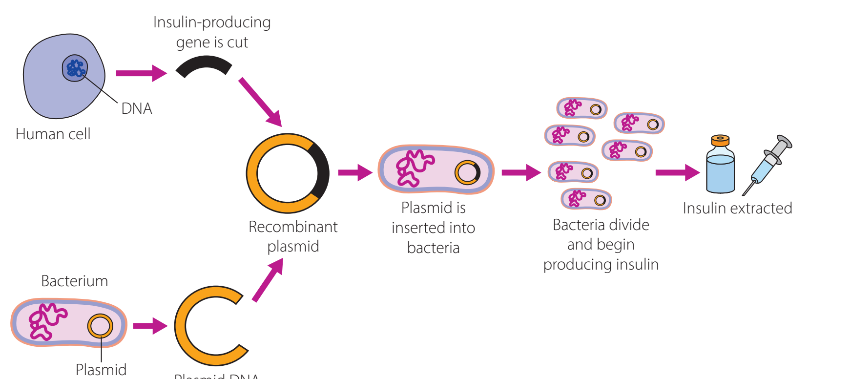 Flowchart of recombinant DNA technology in insulin production and its advantages.