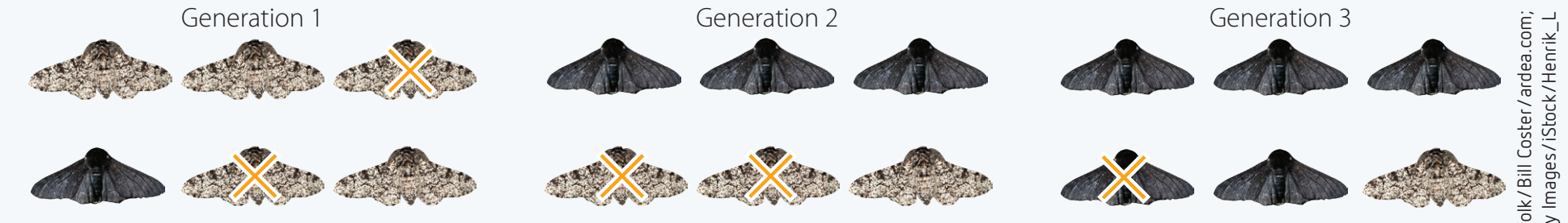 Diagram depicting the diversification of a single species into multiple species through adaptations and natural selection.