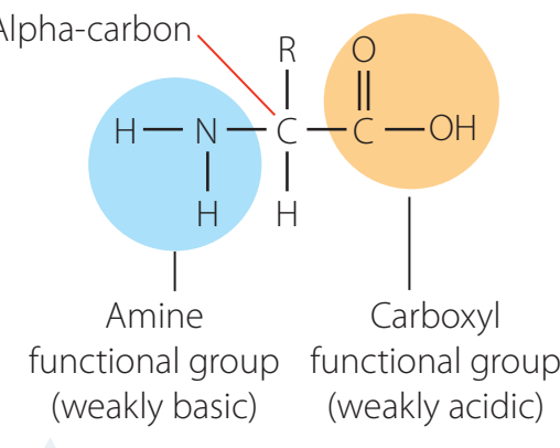 Diagram of a generic amino acid showing its structure with key functional groups.