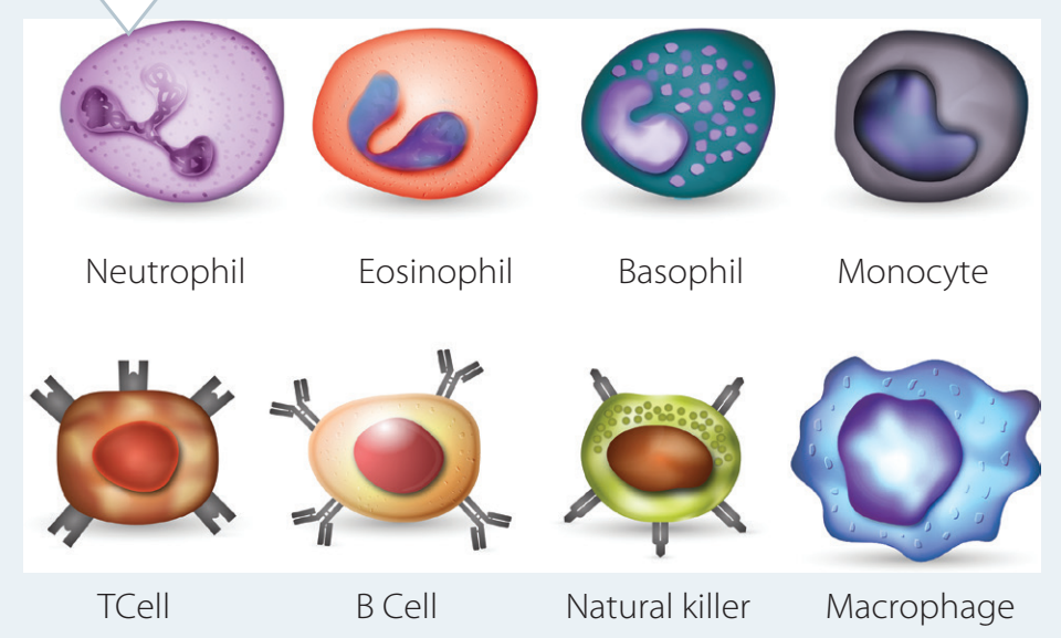 Innate Immunity Cells Diagram