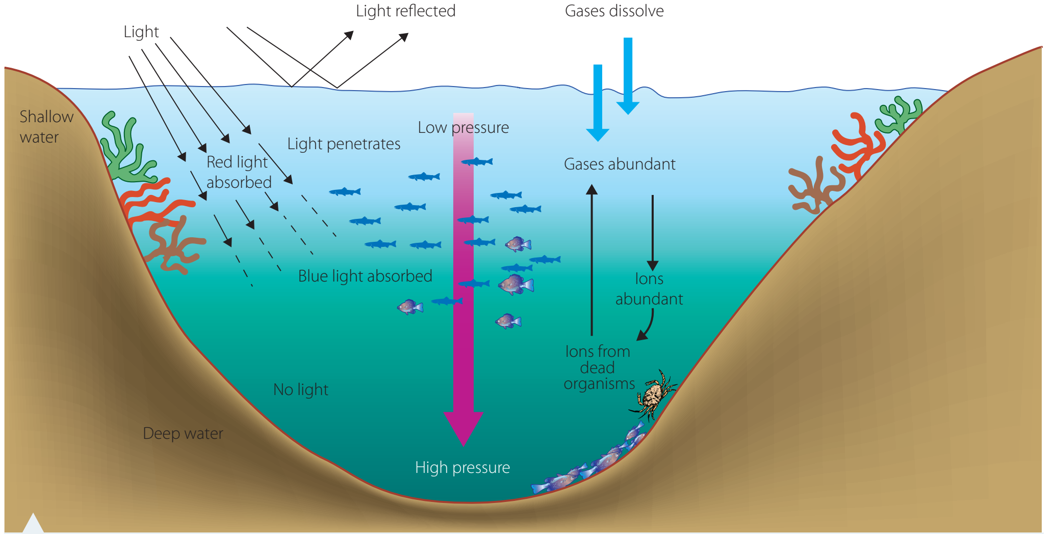 An image showing the impact on marine life.
