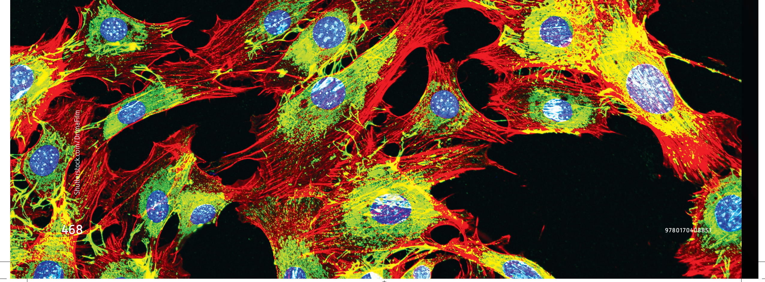 Fluorescence microscopy visualisation.