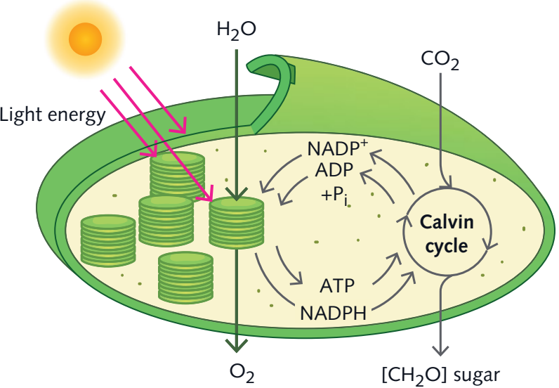Chlorophyll Function