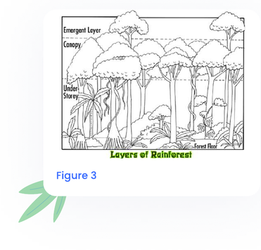 Layers of Rainforest