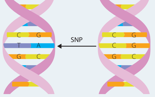Basic DNA structure with mutation sites highlighted to show where genetic mutations typically occur.