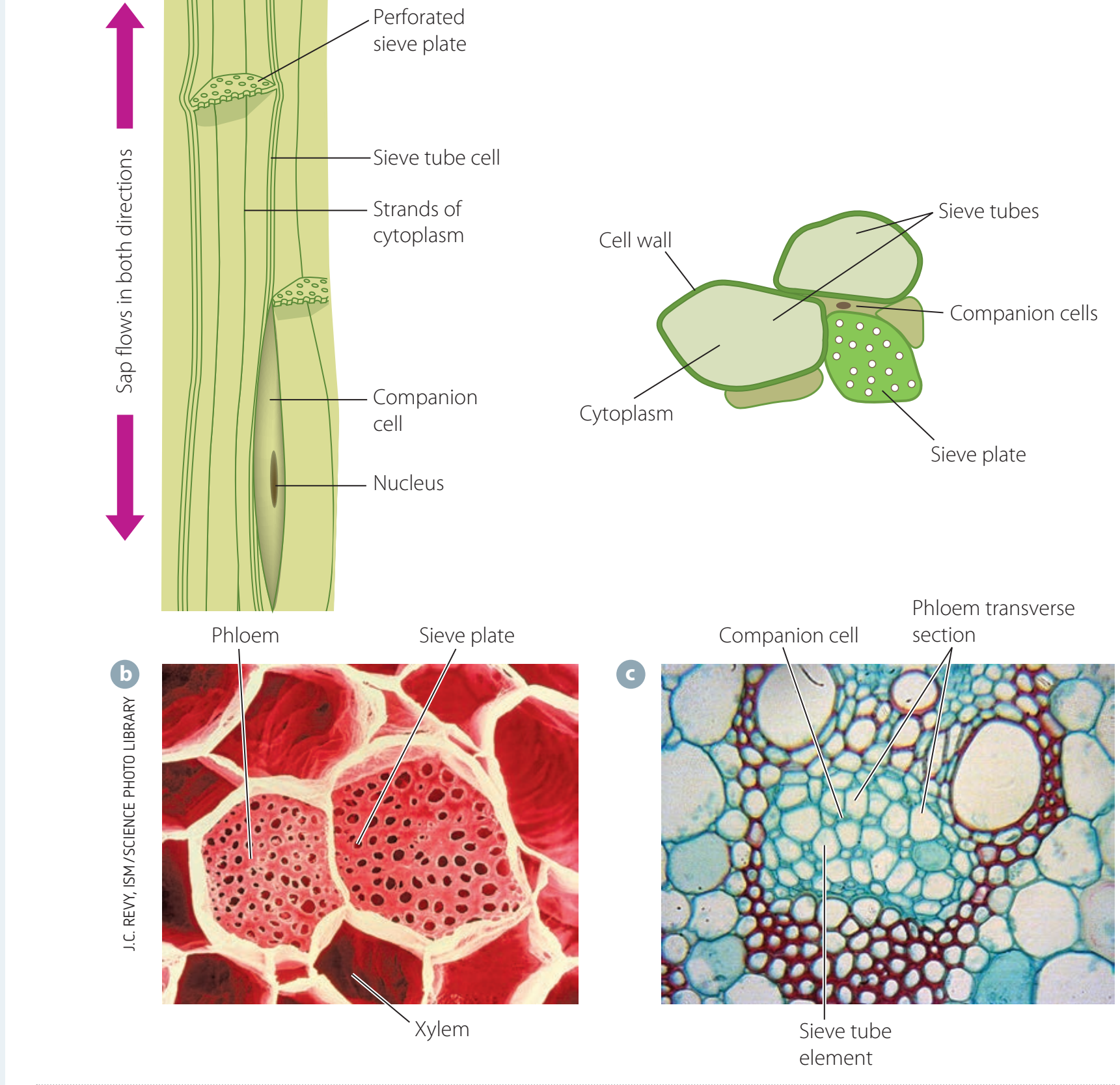 Illustration of phloem structure within the plant.