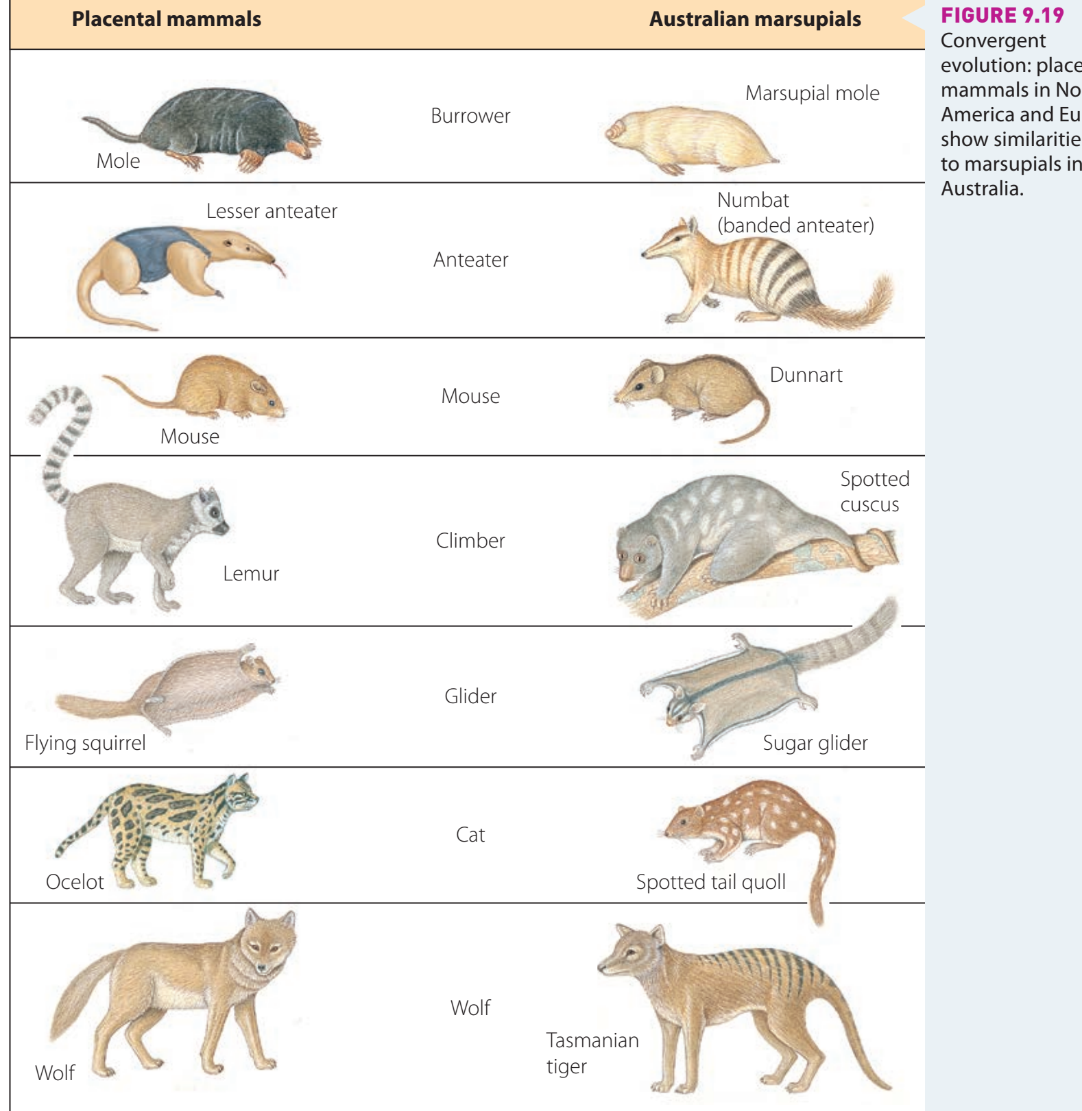 Examples of Convergent Evolution