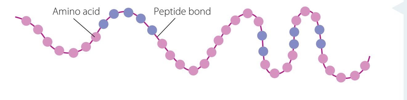 Flowchart illustrating peptide bond formation process between amino acids.