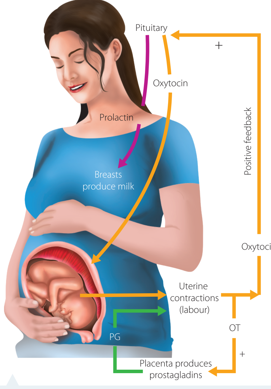 Flow diagram illustrating changes in family structure due to the availability of contraceptives and their effect on women's societal roles.