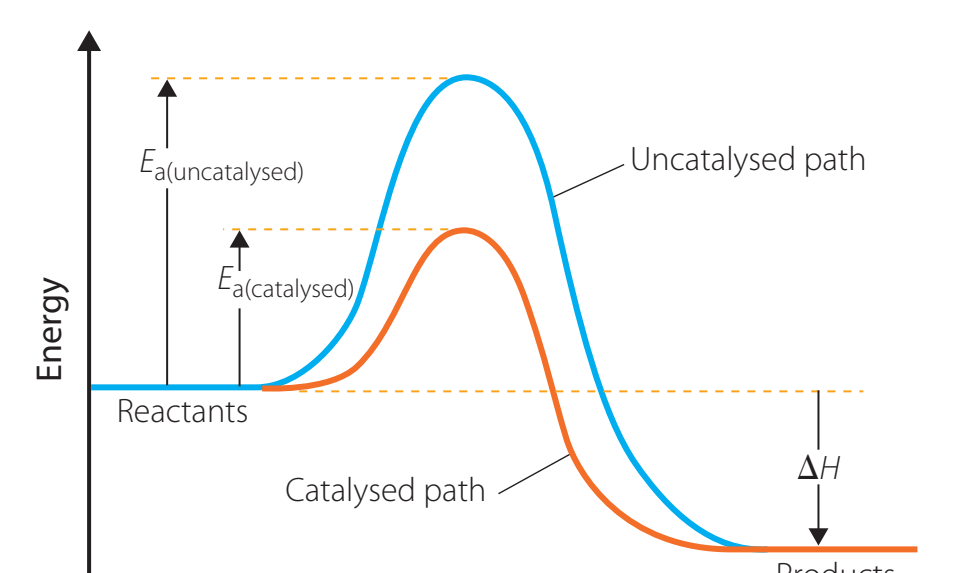 Energy profile diagram showing catalysed versus uncatalysed reactions with distinct energy peaks.