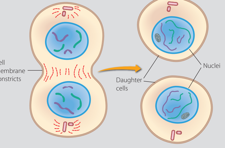 Illustration showing the step-by-step process of budding.